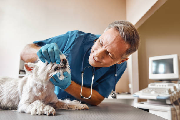 Best Walk-In Emergency Dental Services in Mcleansville, NC